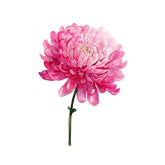 Pink Chrysanthemum Flower Painting