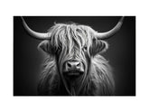 Black And White Highland Cow