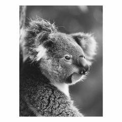 Baby Koala Canvas Print Photogrpahy art