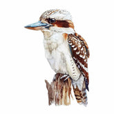 Kookaburra Canvas Painting Artwork