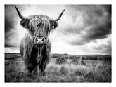 Stormy The Highland Cow Canvas Painting