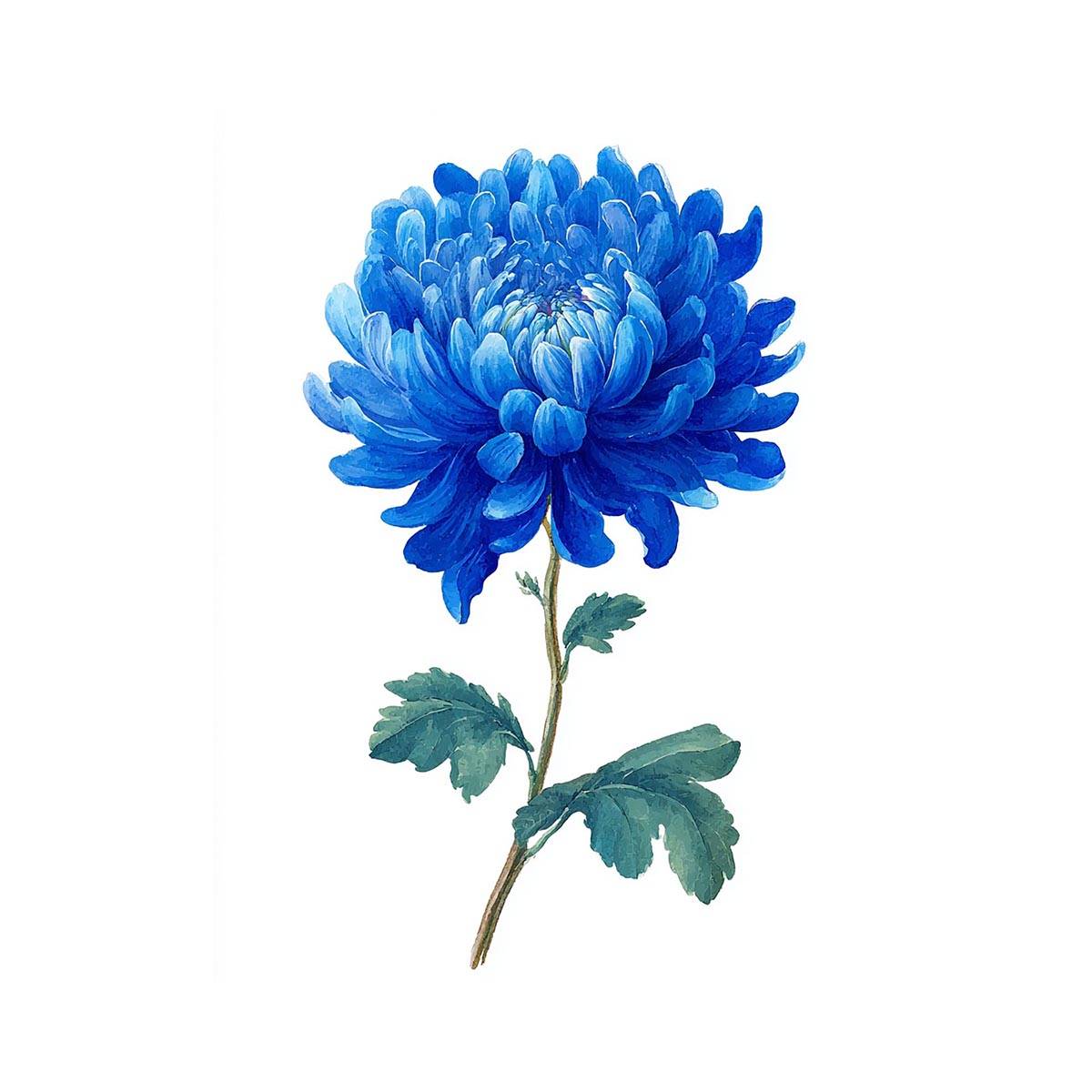 Blue Chrysanthemum  Flower Painting