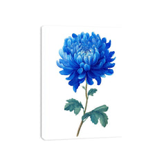 Blue Chrysanthemum  Flower Painting