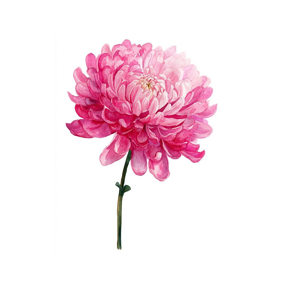 Pink Chrysanthemum Flower Painting