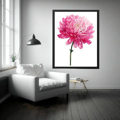 Pink Chrysanthemum Flower Painting
