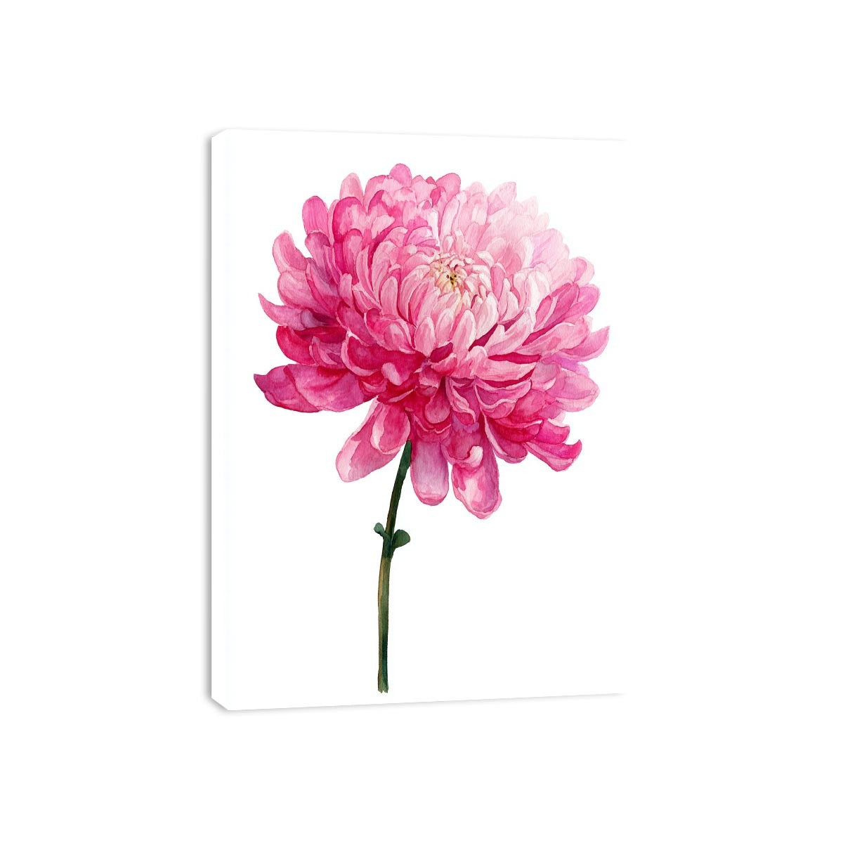 Pink Chrysanthemum Flower Painting