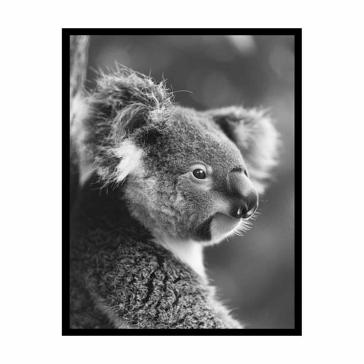 Baby Koala Canvas Print Photogrpahy art