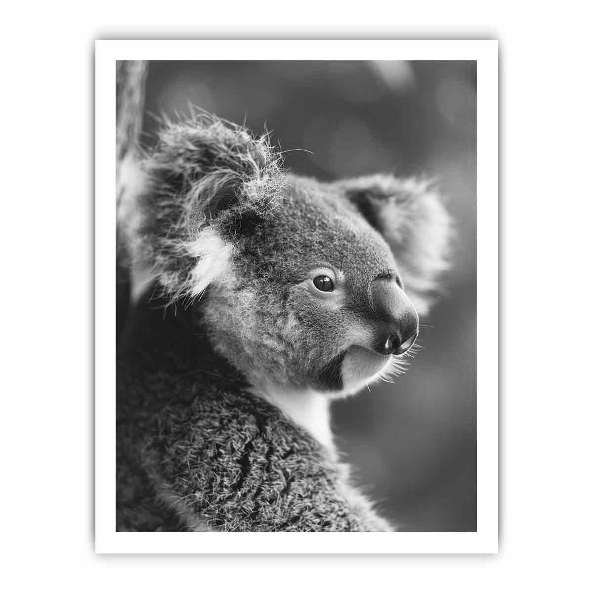 Baby Koala Canvas Print Photogrpahy art