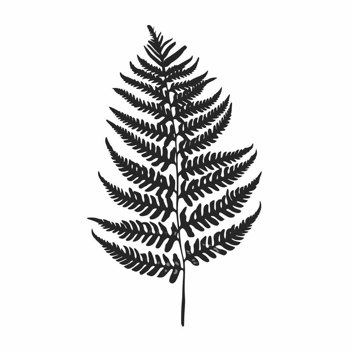 Fern Leaf  black & white Canvas Print