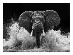 Water Elephant Canvas Print