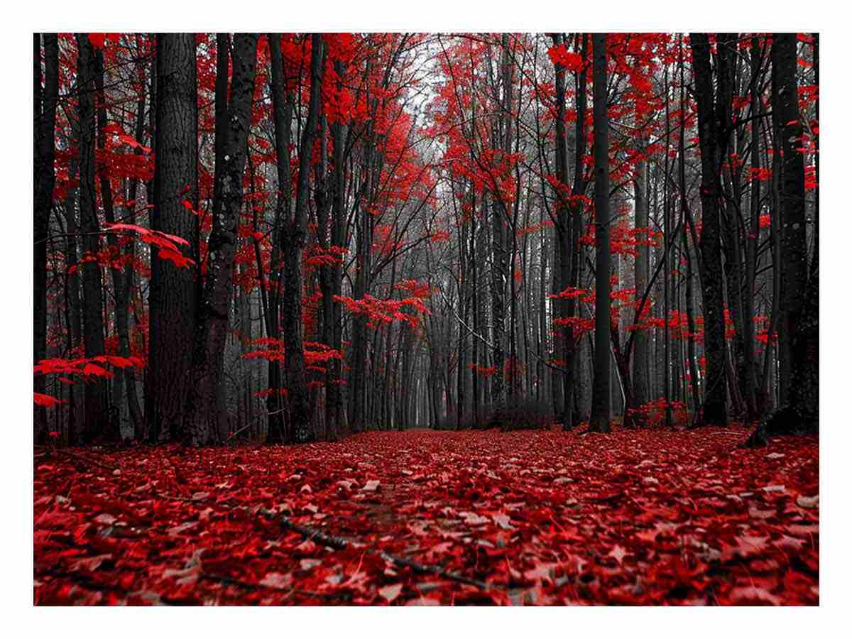 Red Forest  Tress Art Canvas Print