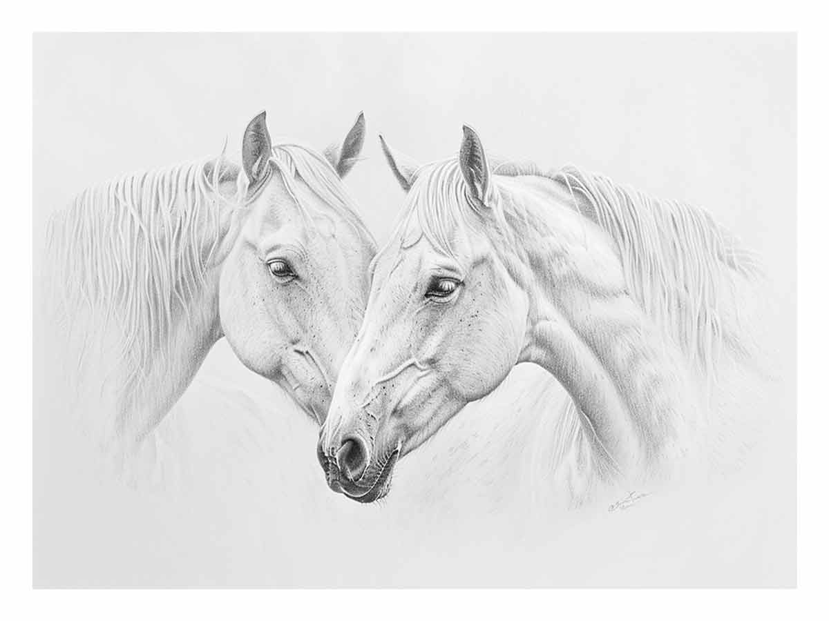 Two white  Horses  Canvas Print